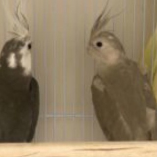 オカメインコ　ペア