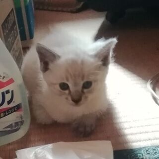 生後1ヶ月20日子猫、雄2匹雌2匹　の里親決まりました。ありがと...