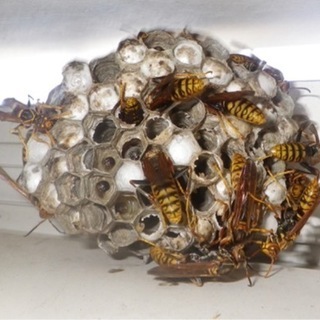 蜂駆除🐝いたします‼️ - 浜松市