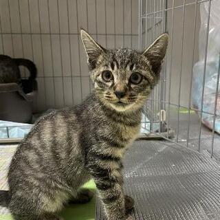 庭に迷い込んで来た、男の子猫の2男(3兄弟)！！