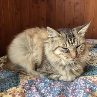 散歩中にまとわりつく野良の可愛いメス猫！！