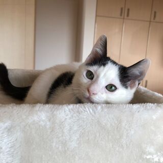 2か月　白黒男の子　人が大好き弟思いのやさしいサンちゃん