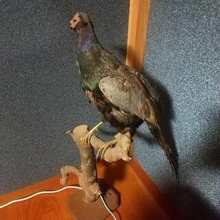 キジ剥製の画像