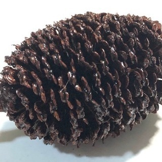 🍀天然ヤシャブシの実 10個🍀小分け販売してます必要数をお知らせ下さい‼️ビーシュリンプやブラックウォーターにの画像