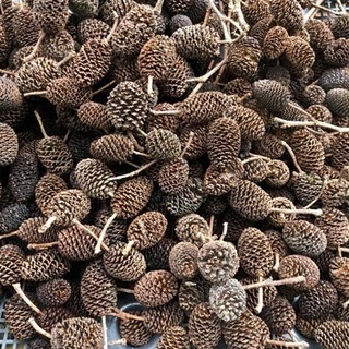 🍀天然ヤシャブシの実 10個🍀小分け販売してます必要数をお知らせ...