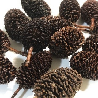 🍀天然ヤシャブシの実 10個🍀小分け販売してます必要数をお知らせ下さい‼️ビーシュリンプやブラックウォーターにの画像