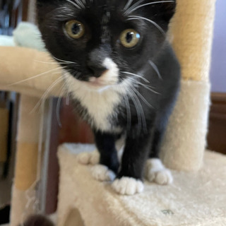くろねこちゃんです