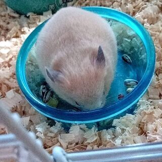 キンクマハムスター　１ヶ月　メス　里親募集
