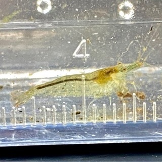 ミナミヌマエビ 30円の画像