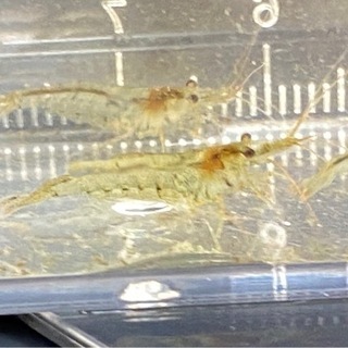 ミナミヌマエビ 30円の画像