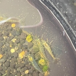 ミナミヌマエビ 30円の画像