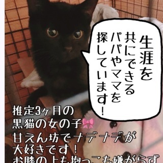 推定3ヶ月の黒猫の女の子です！