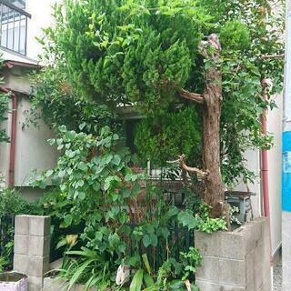 花壇撤去(庭木・植木)で『土地の有効活用』❕
