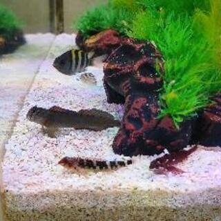 磯の生き物採集、観察、飼育仲間募集 - 日立市