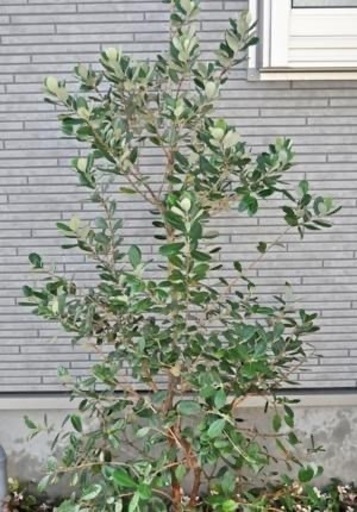 花や果実を楽しめるフェイジョアの魅力