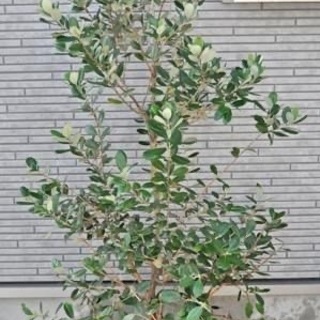 花や果実を楽しめるフェイジョアの魅力
