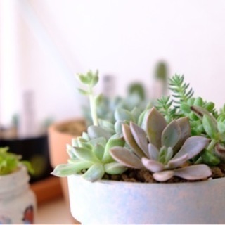 【多肉植物🌱女性のみ】韓国苗を合同輸入する方