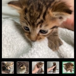 子猫生後2-3週 性別不明 キジトラ