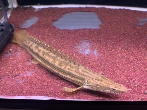 [引き渡し決定]引取限定　カミハタビキール　証明書付き