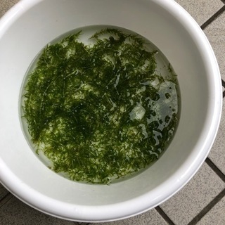 【無料】おまけつき　アナカリス　オオカナダモ　水草の画像