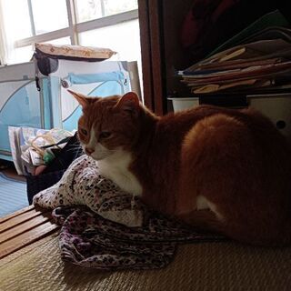 猫探してます