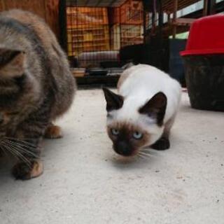 生後３ヶ月ごろのシャム猫さん
