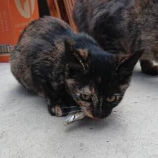 キレイなサビ猫