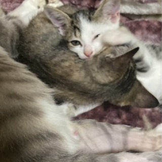 子猫ちゃん里親さん募集