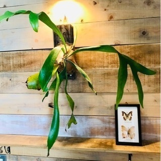 コウモリラン　ビカクシダ　ネザーランド　観葉植物　インテリア