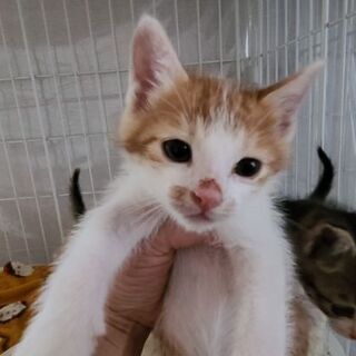 保護猫を迎えよう！No.188.189.190❗