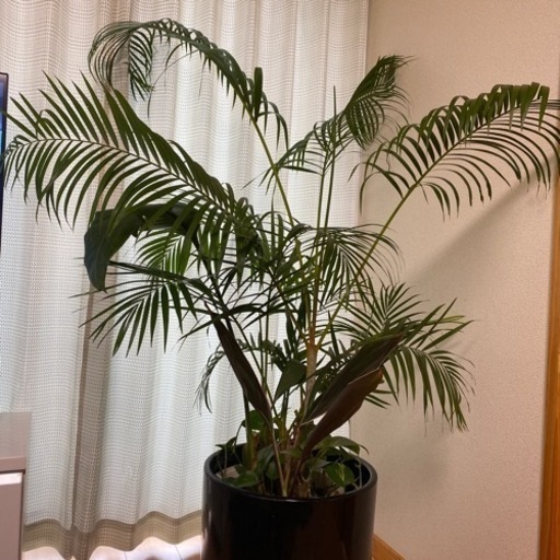 観葉植物　１７０センチ