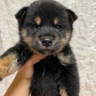 柴犬子犬