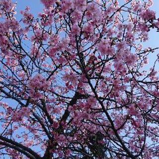 しだれ桜