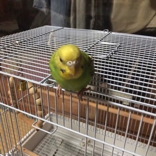 相模原市南区磯部付近　迷子のインコ