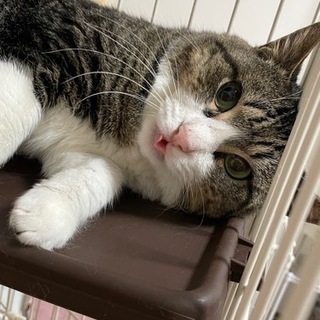 猫ちゃん