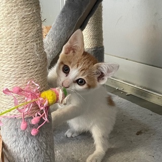 子猫2ヶ月弱
