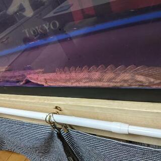 熱帯魚ｺﾝｷﾞｸｽ ﾜｲﾙﾄﾞ36㌢ ﾎﾟﾘﾌﾟの画像