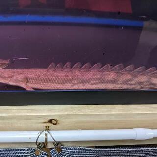 熱帯魚ｺﾝｷﾞｸｽ ﾜｲﾙﾄﾞ36㌢ ﾎﾟﾘﾌﾟの画像