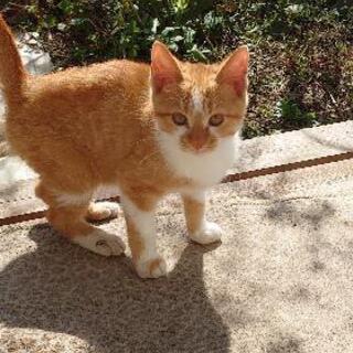 仔猫里親募集