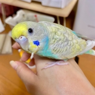 セキセイインコ　