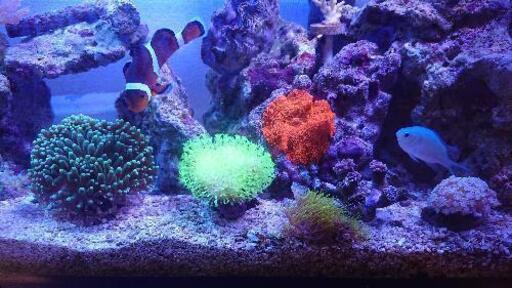 ［お話し中です］おまとめ割引あり ウミキノコ 超メタリックグリーン 極美  サンゴ  海水水槽