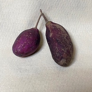 アケビの種