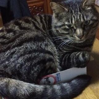 😺猫を探しています🐾再投稿