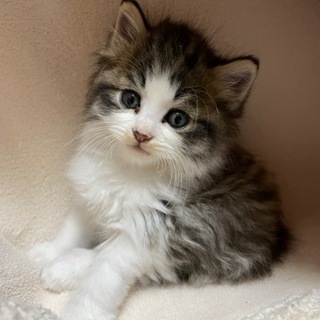 猫　生後2ヶ月位　里親様決定。