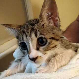 まんまるおめめ4ヶ月ほどの保護猫男の子ですの画像