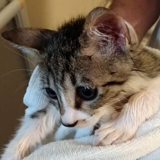 まんまるおめめ4ヶ月ほどの保護猫男の子です - 市川市