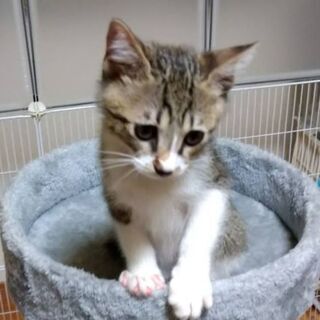 まんまるおめめ4ヶ月ほどの保護猫男の子です - 里親募集