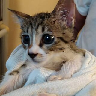 まんまるおめめ4ヶ月ほどの保護猫男の子です − 千葉県
