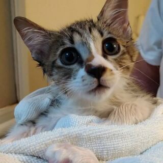 まんまるおめめ4ヶ月ほどの保護猫男の子です - 猫
