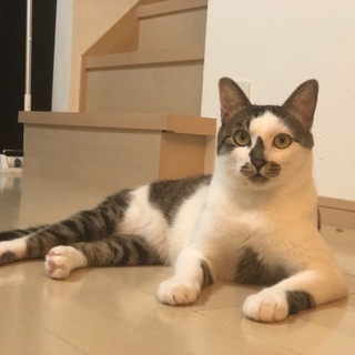 ガタイのよい男の子(譲渡済)